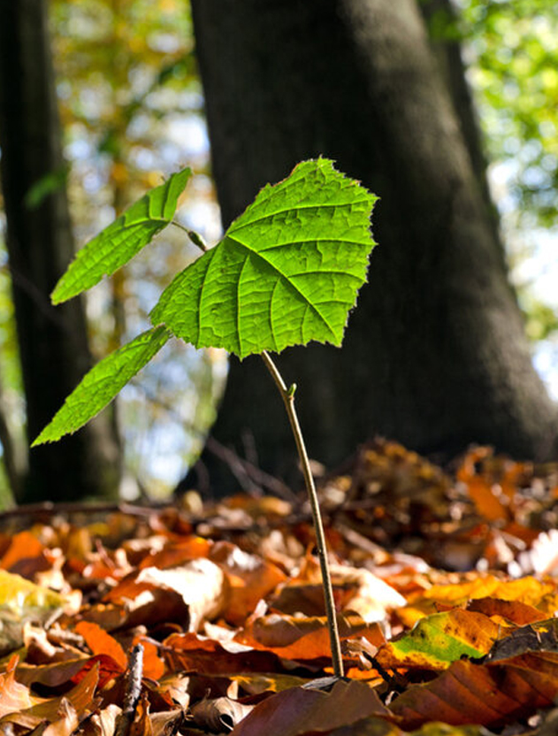 Buche als Jungpflanze.