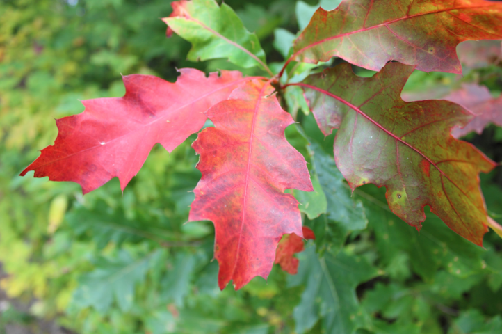 Roteiche im Herbst