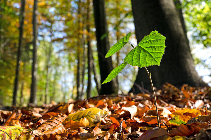 Rotbuche als Naturverjüngung.