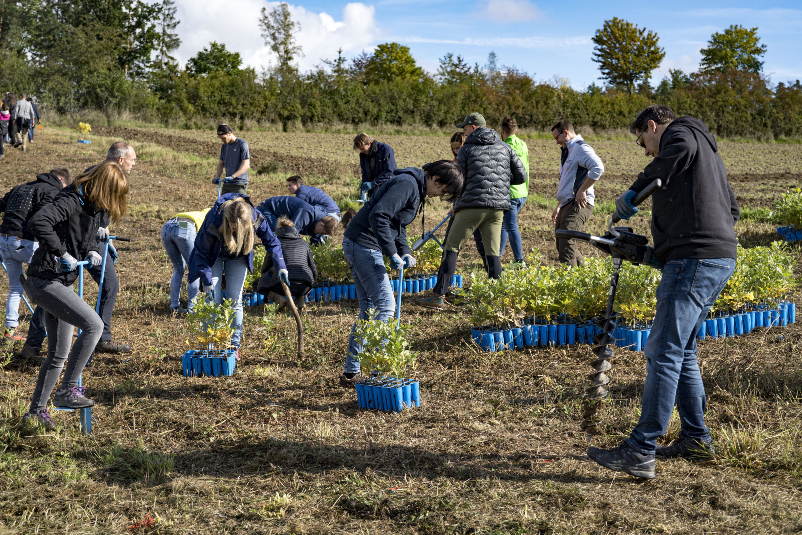 Teambuilding von Salesforce. Mit Hilfe von Setzstecher und Akkubohrer werden die verschiedensten Baumarten gepflanzt.