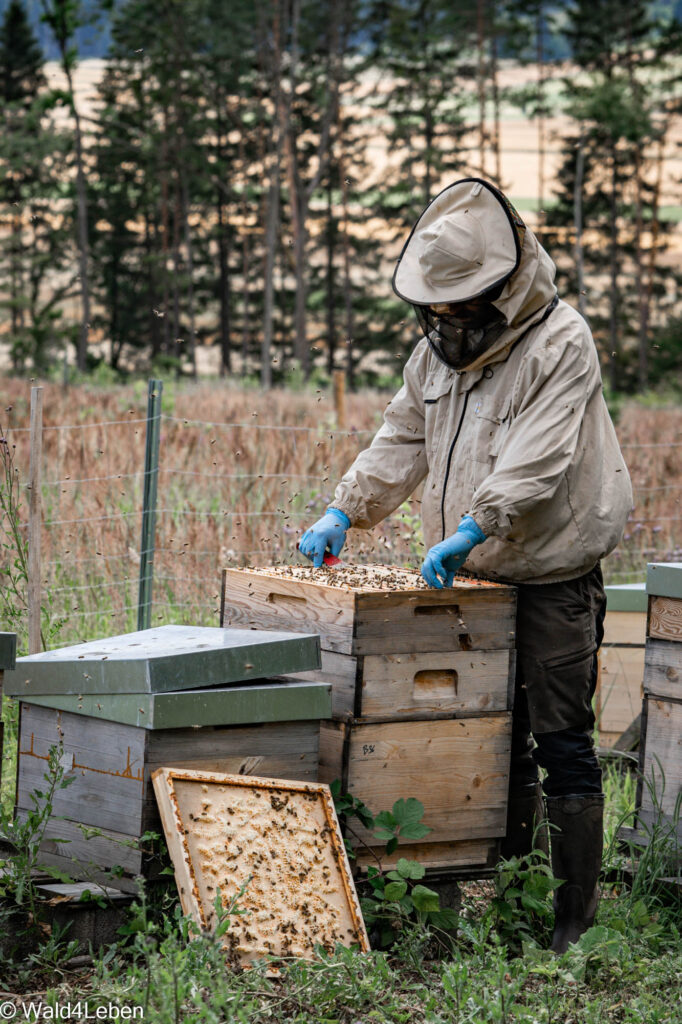 Imker Bernhard Trinko bei einem Bienenstock.