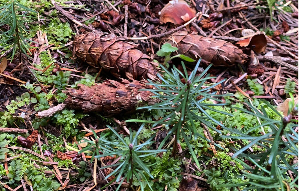 Naturverjüngung mit Weißtanne.