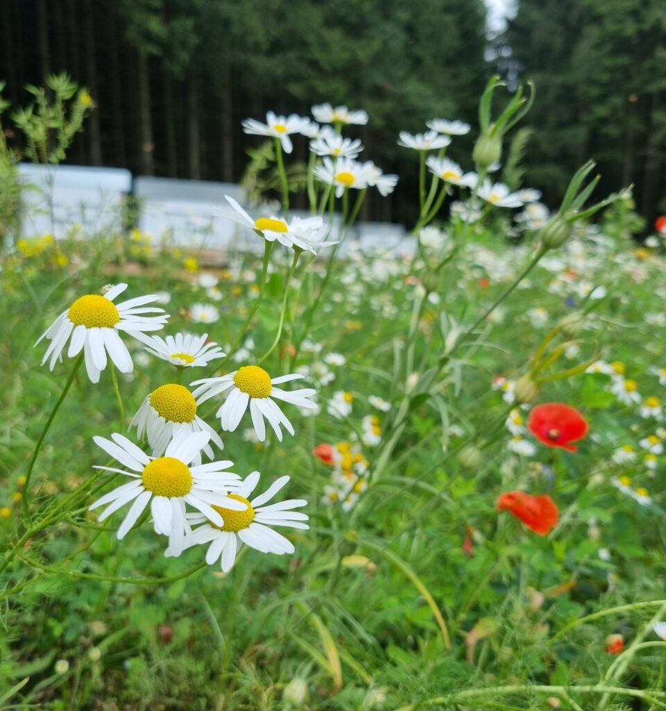 Verschiedene Blumensorten auf der Blühfläche in Götzles. Im Hintergrund sind die Bienenstöcke zu sehen.