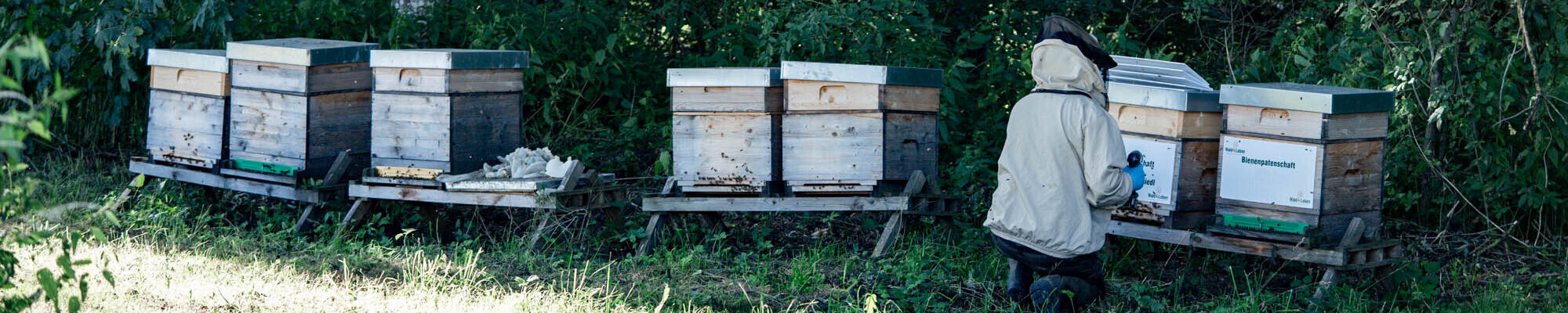 Wald4Leben Geschäftsführer Bernhard Trinko montiert die Schilder auf den Bienenstöcken.