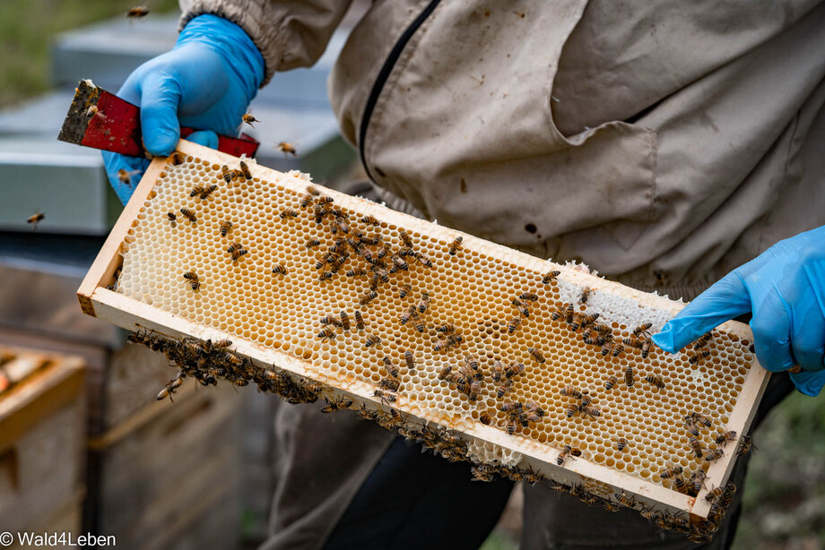 Wald4Leben Imker Bernhard Trinko bei den Bienenstöcken.