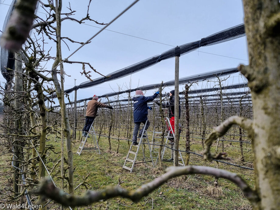 Obstbaumschnitt bei den Apfelbäumen.