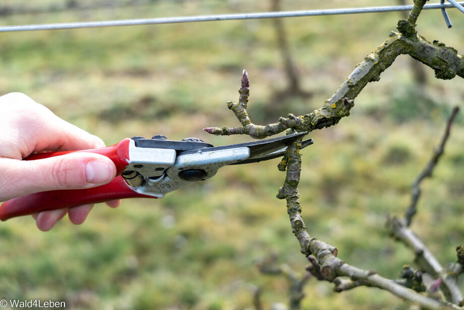 Obstbaumschnitt bei den Apfelbäumen.