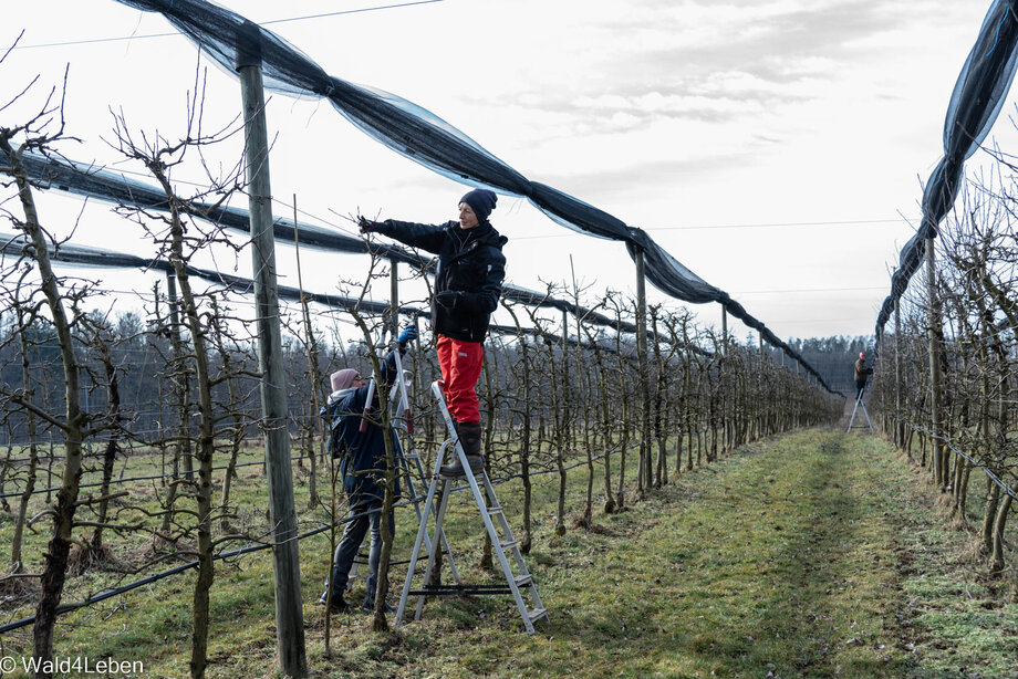 Obstbaumschnitt bei den Apfelbäumen.