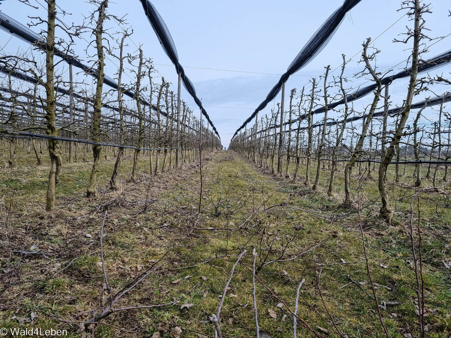 Obstbaumschnitt bei den Apfelbäumen.