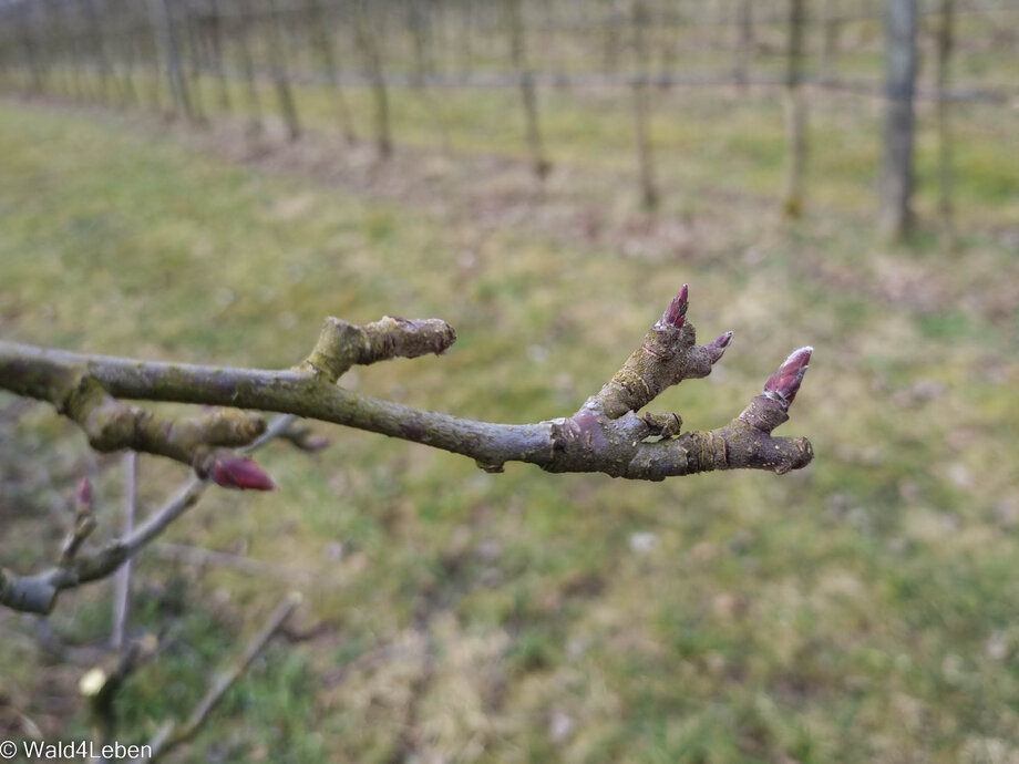 Obstbaumschnitt bei den Apfelbäumen.