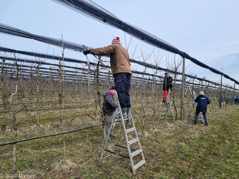 Obstbaumschnitt bei den Apfelbäumen.