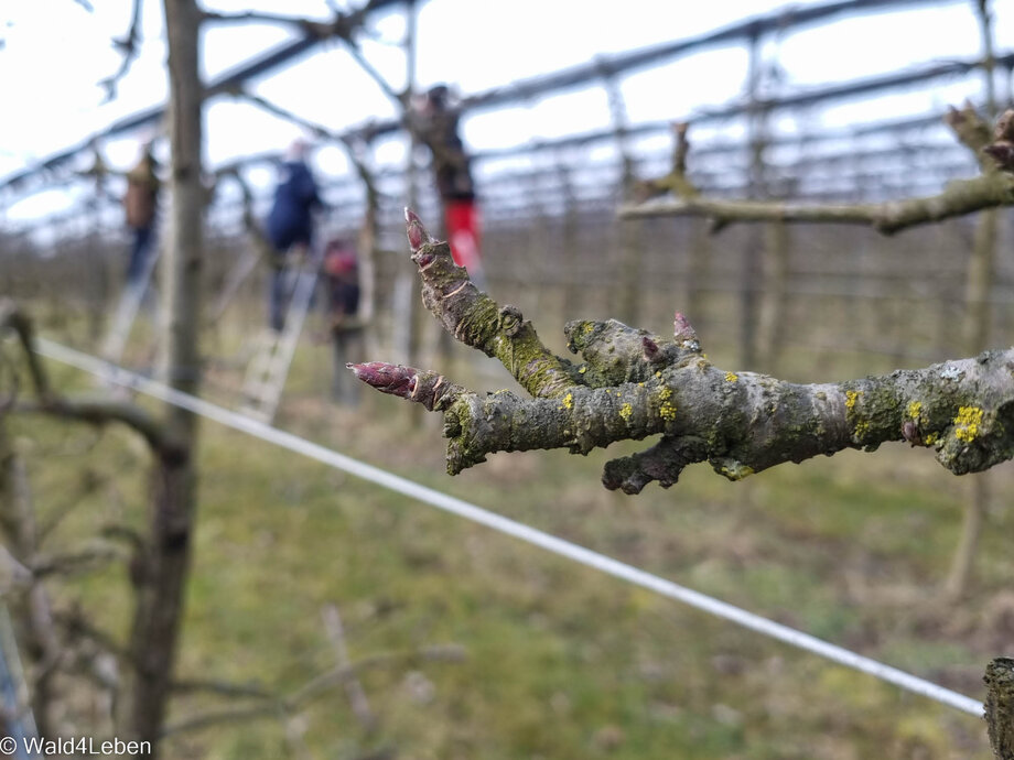 Obstbaumschnitt bei den Apfelbäumen.