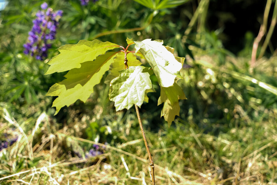 Roteiche im Frühjahr.