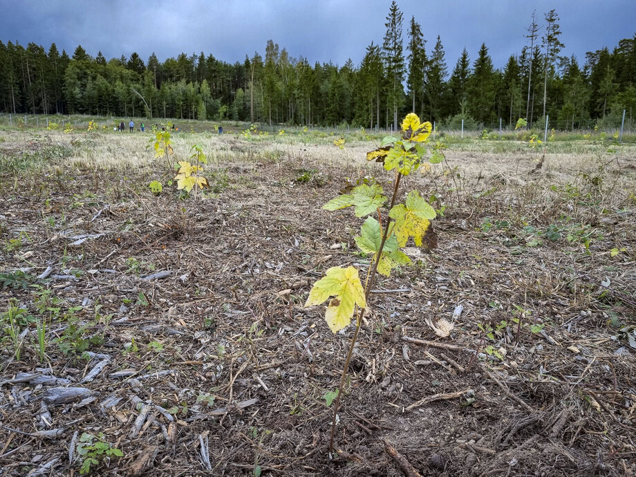 Klimafitter Mischwald unter anderem mit Bergahorn.