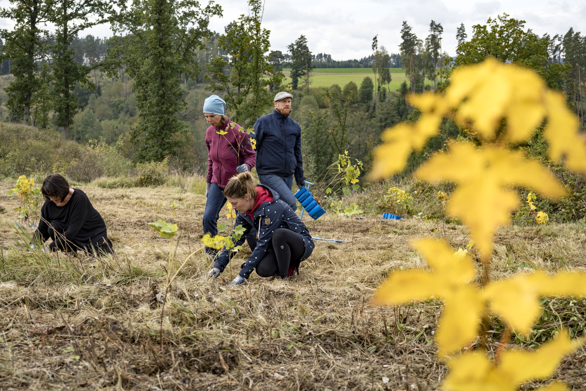 Teambuilding von 3M im Herbst 2022 auf der Aufforstungsfläche in Weikertschlag