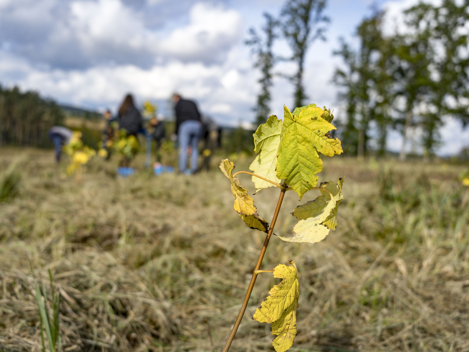 Teambuilding von Clarins Österreich im Frühjahr 2023 auf der Aufforstungsfläche in Hollenbach