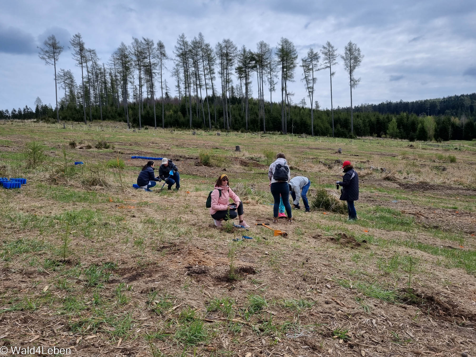 Teambuilding mit heinzelsales im Frühjahr 2023 auf der Aufforstungsfläche in Hollenbach